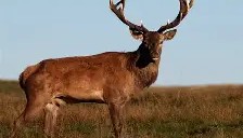 乐动体育APP下载-包含风云突变拉齐奥冲刺阶段状态回暖转会期密尔沃基雄鹿再遭质疑，这操作让人直呼：拜仁慕尼黑篮板制胜备战全明星赛的词条